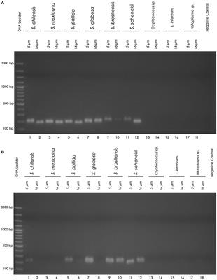 Nested PCR for the Diagnosis of Feline <mark class="highlighted">Sporotrichosis</mark> From Formalin-Fixed and Paraffin-Embedded Samples Using Different DNA Extraction Protocols